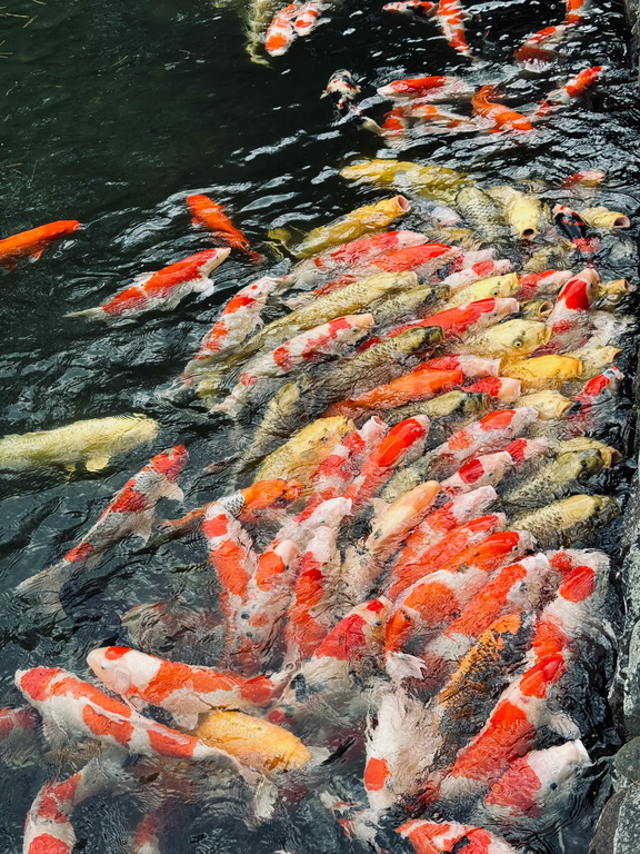 Karp koi cena olx – jak nie dać się oszukać kupując w sieci?